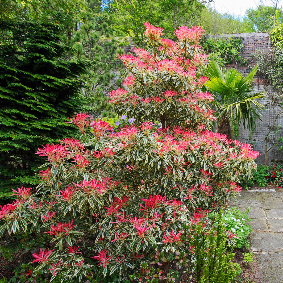 Andromède Flaming Silver - Willemse