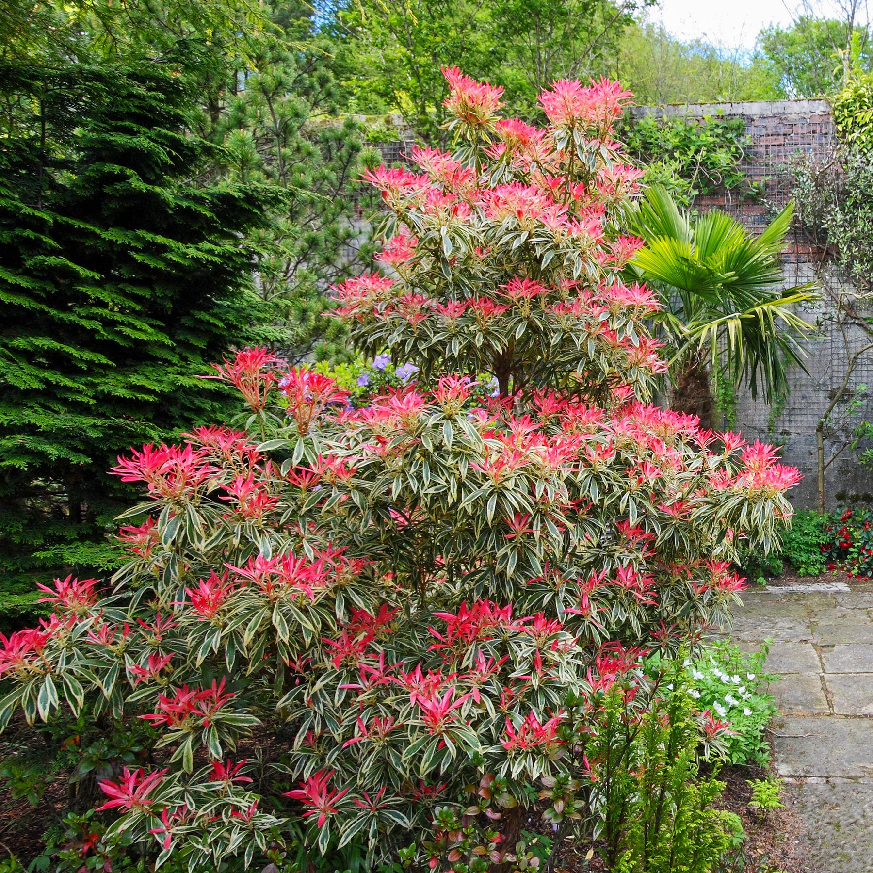 Andromède Flaming Silver - Willemse