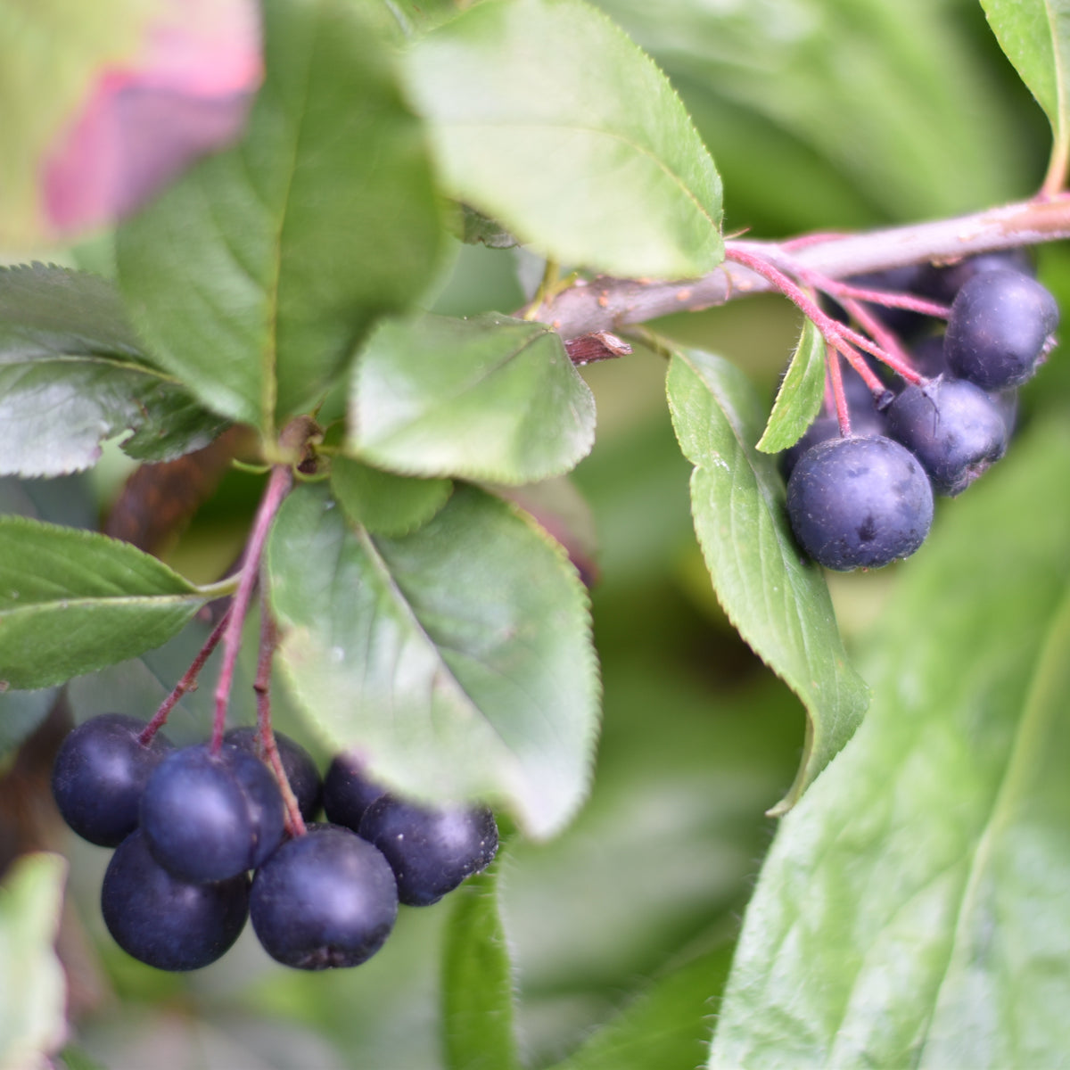 Aronia prunifolia Nero - Aronia prunifolia 'nero' - Willemse