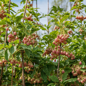 Enkianthus campanulatus red bells - Andromède campanulée - Andromède - Pieris