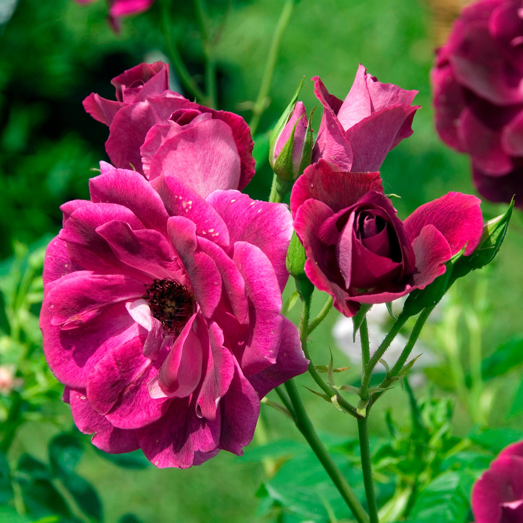 Rosier Burgundy Ice ® - Willemse