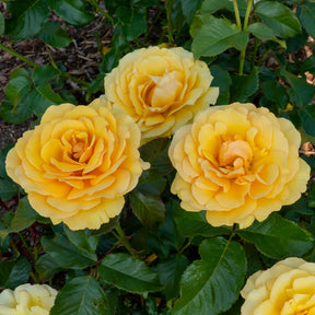 Rosa amber queen ® - Rosier Amber Queen ® - Rosiers à fleurs groupées polyantha
