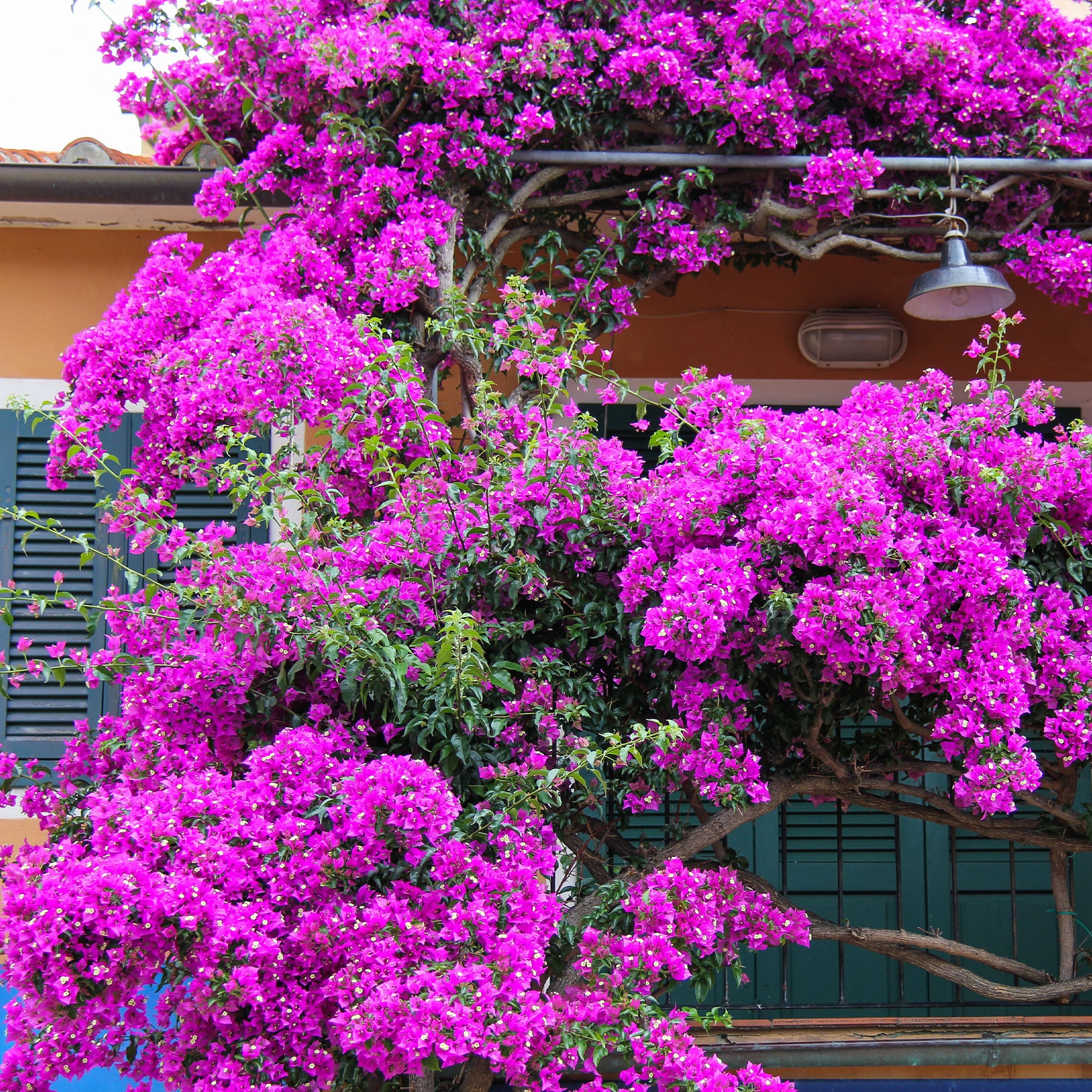 Bougainvillier Violet - Willemse