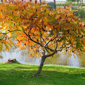 Rhus typhina - Sumac de Virginie - Arbustes