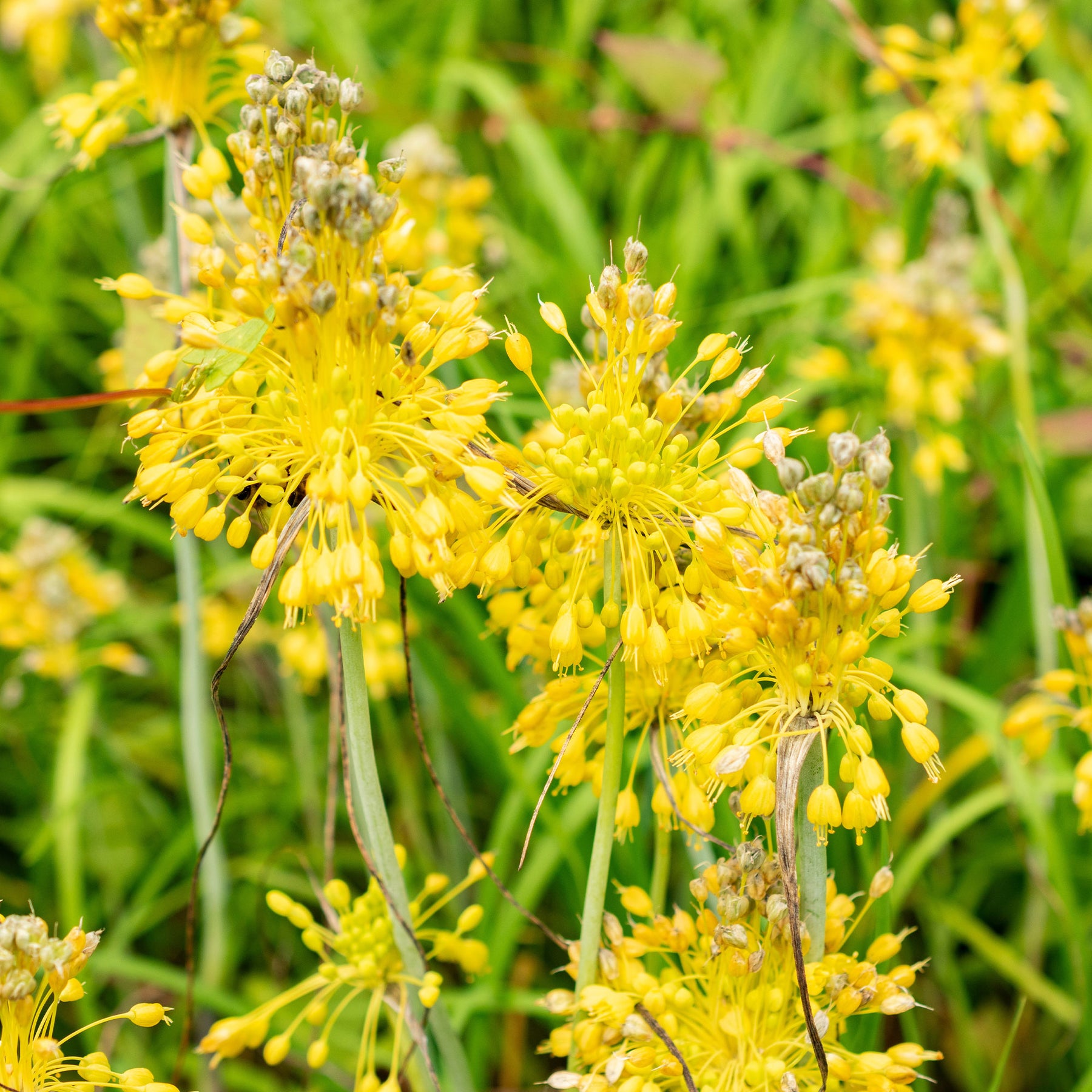 Vente Ail jaune - Allium flavum