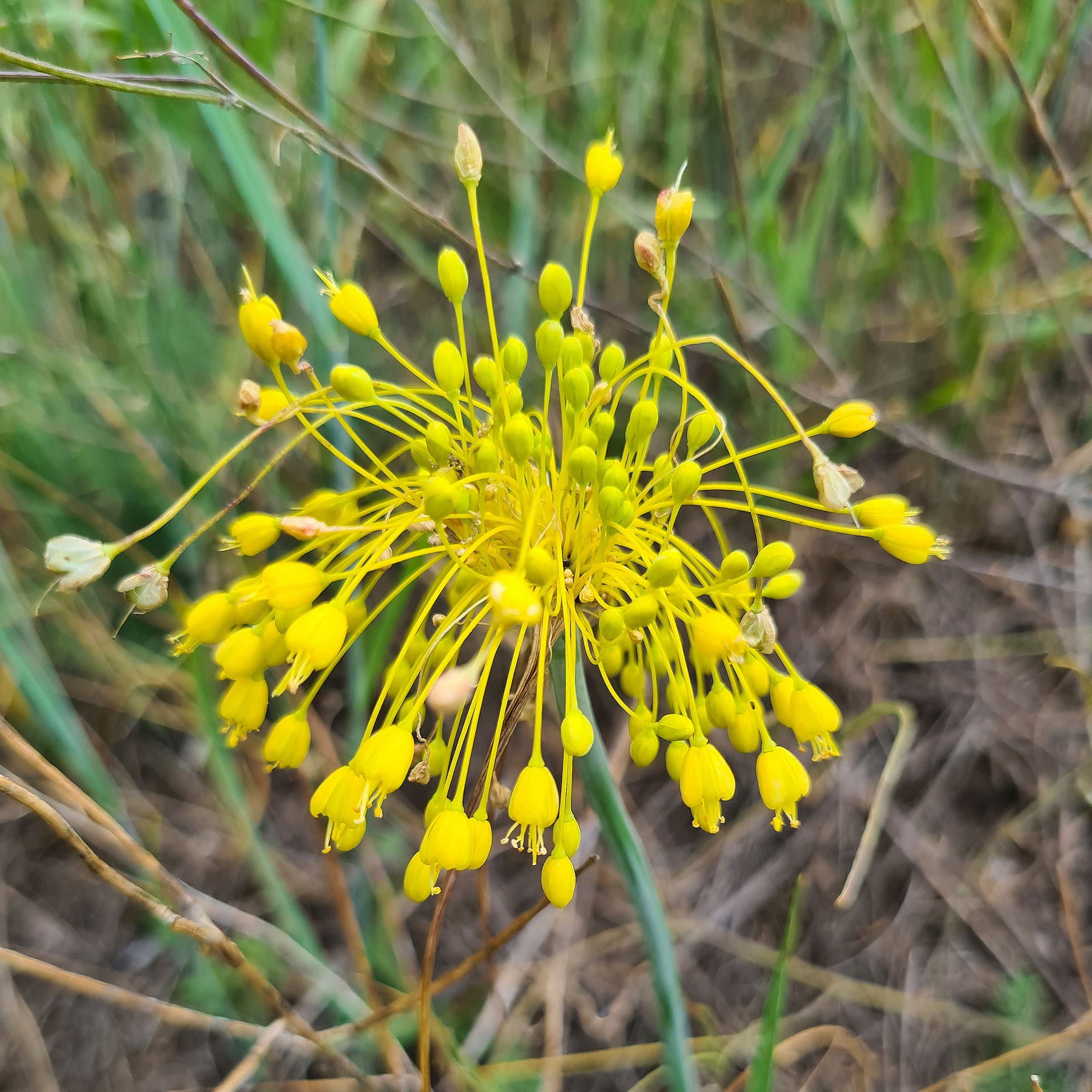 Ail jaune - Allium flavum - Willemse