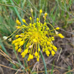 Ail jaune - Allium flavum - Willemse