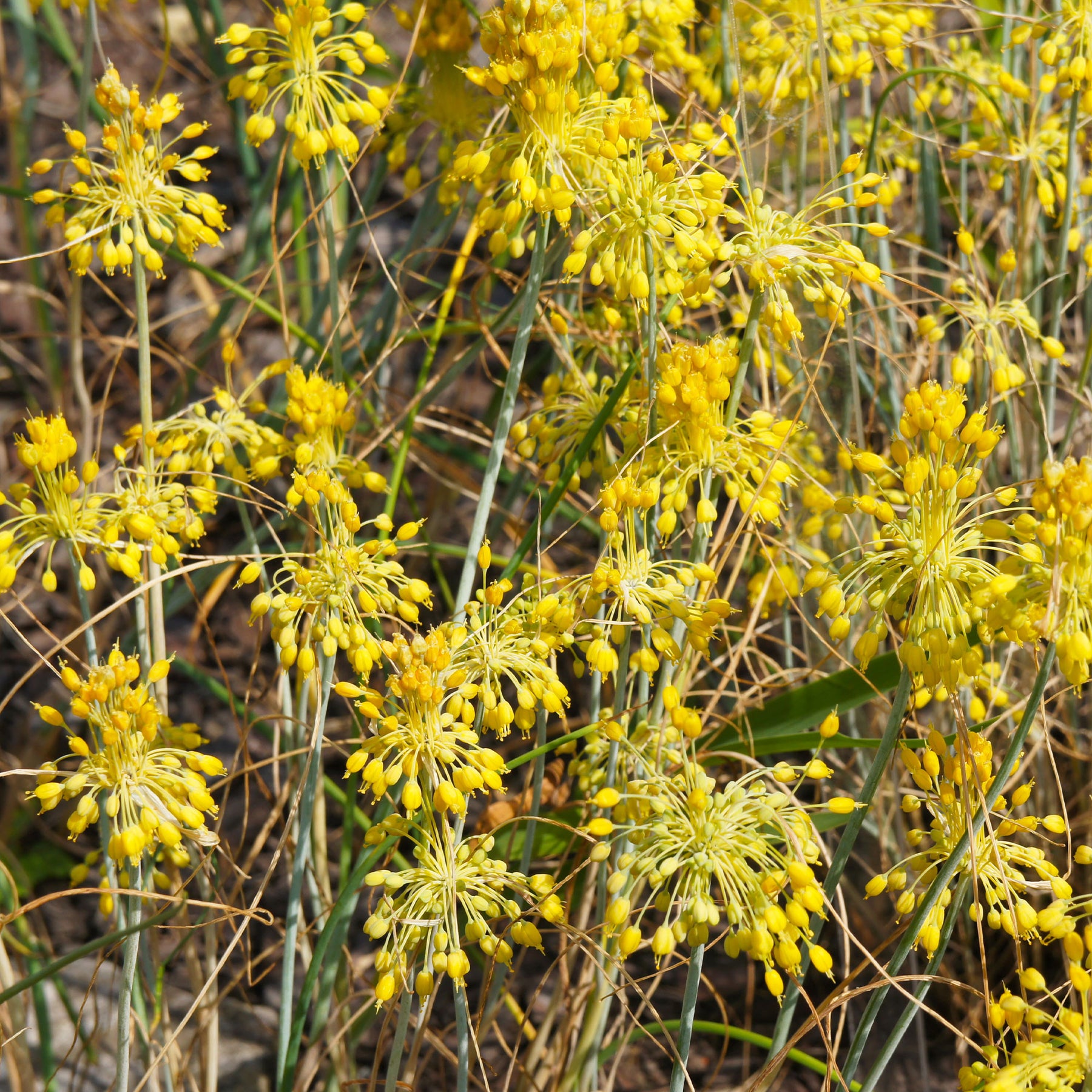 Allium flavum - Ail jaune - Fleurs vivaces