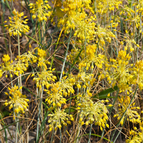 Allium flavum - Ail jaune - Fleurs vivaces