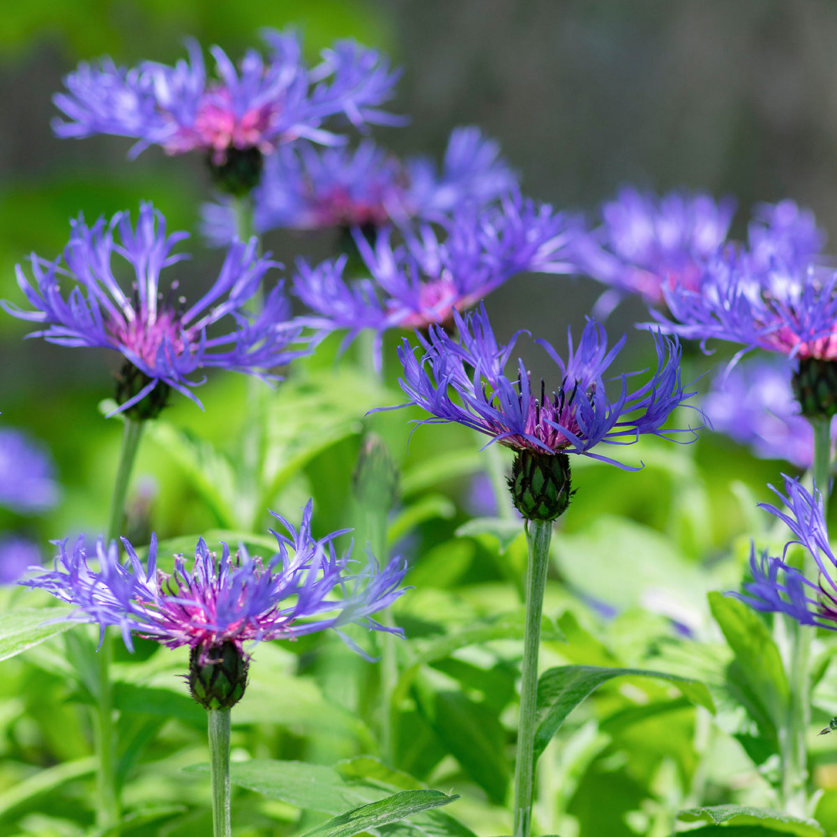 Centaurée des montagnes - Centaurea montana - Willemse