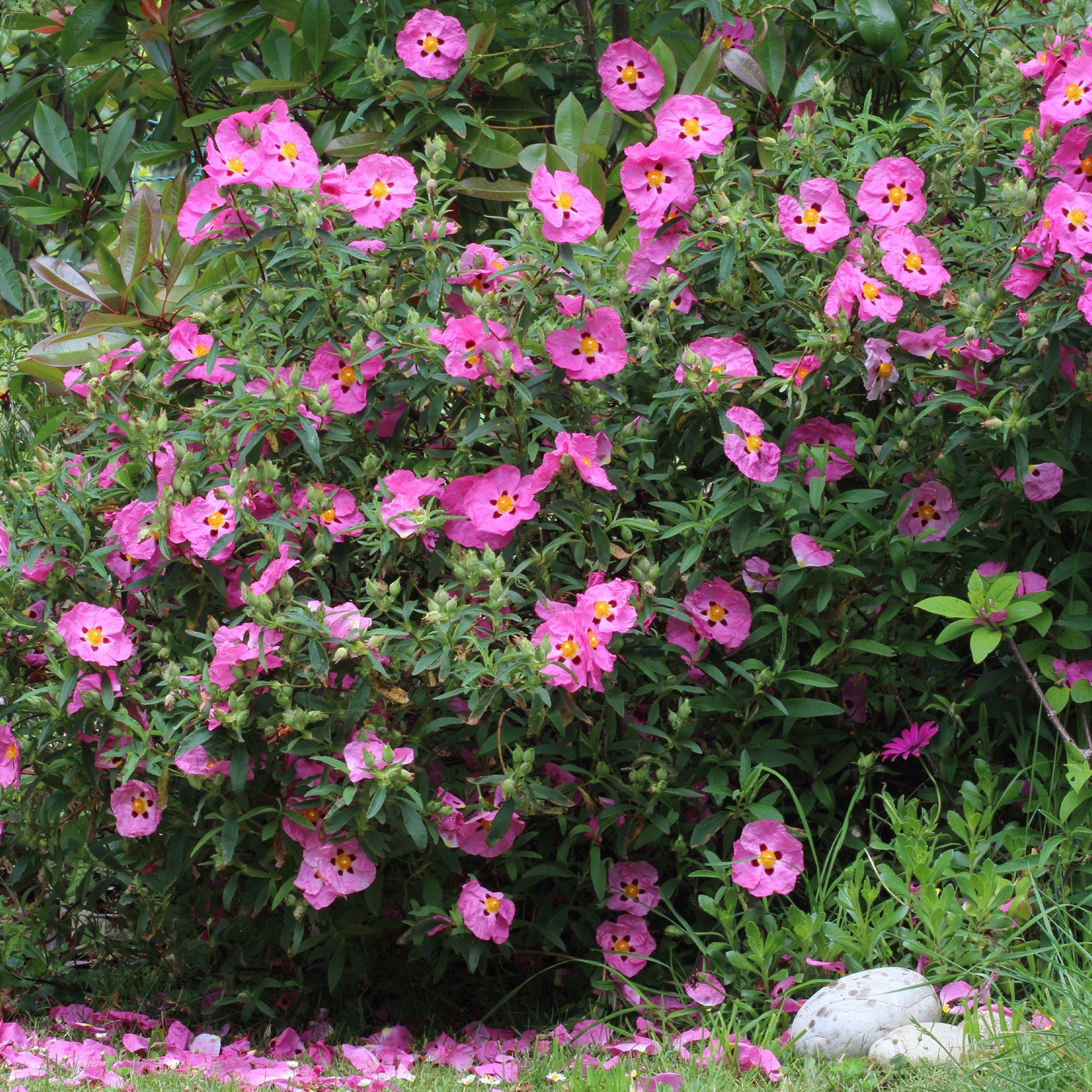 Ciste pourpre - Cistus purpureus - Willemse