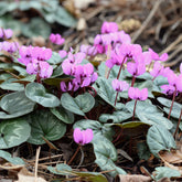 Cyclamen coum Rose - Willemse