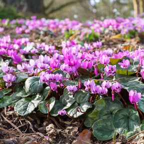 Cyclamen coum Rose - Cyclamen coum - Willemse
