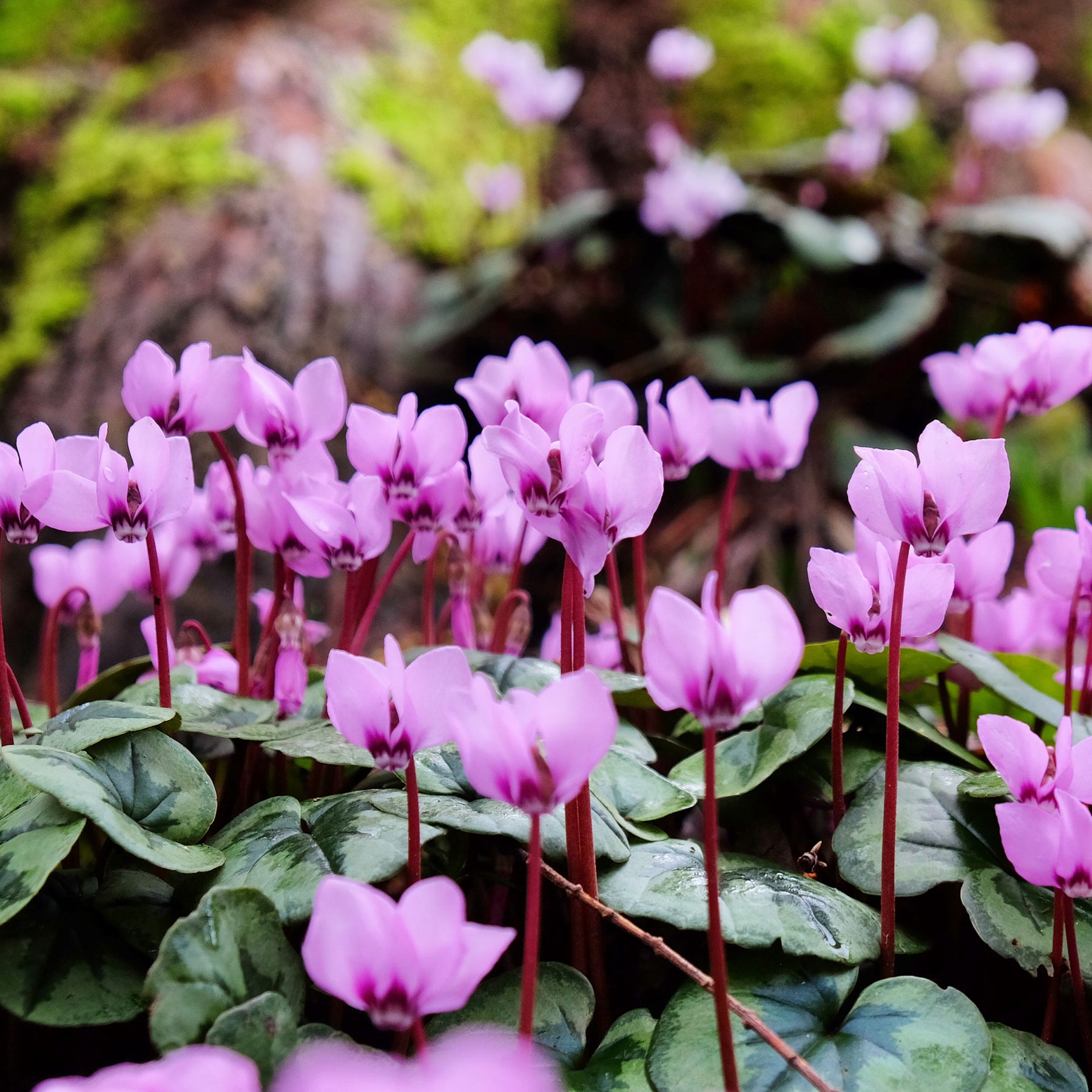 Cyclamen coum - Cyclamen coum Rose - Cyclamen