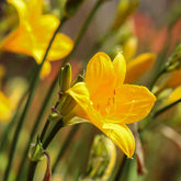 Hémérocalle Corky - Willemse