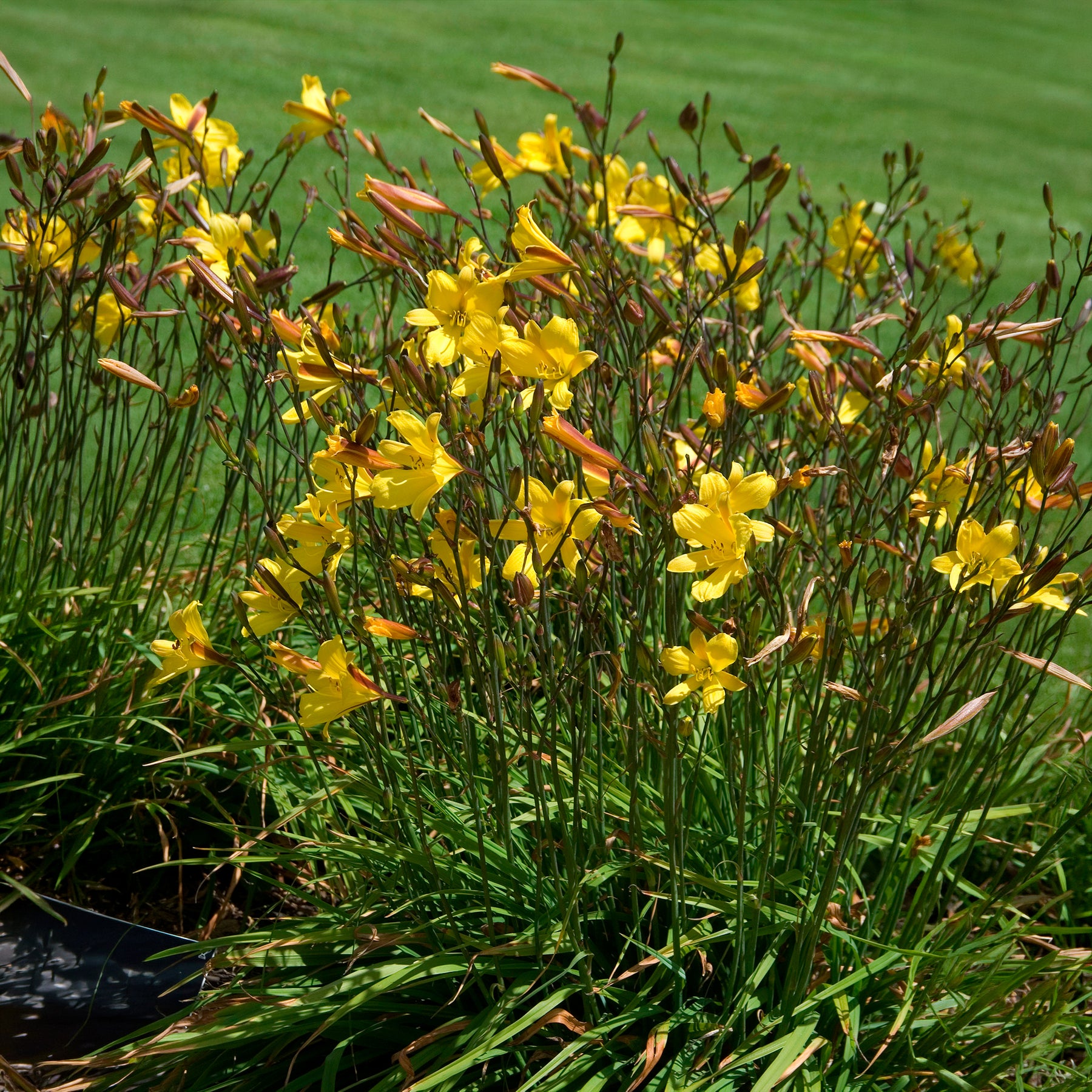 Hémérocalle Corky - Hemerocallis corky - Willemse