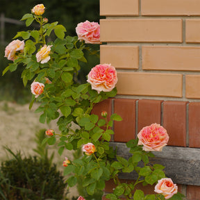 Rosier grimpant Alchymiste - Willemse