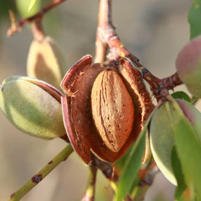 Fruitiers Arbres et arbustes - Amandier - Prunus dulcis Texas