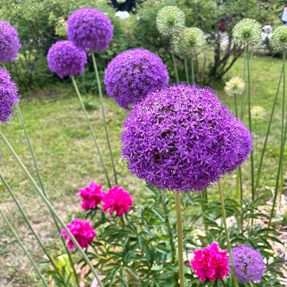 Allium Gladiator - Willemse
