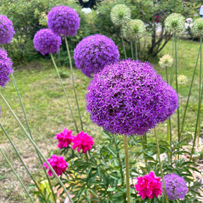 Allium Gladiator - Willemse