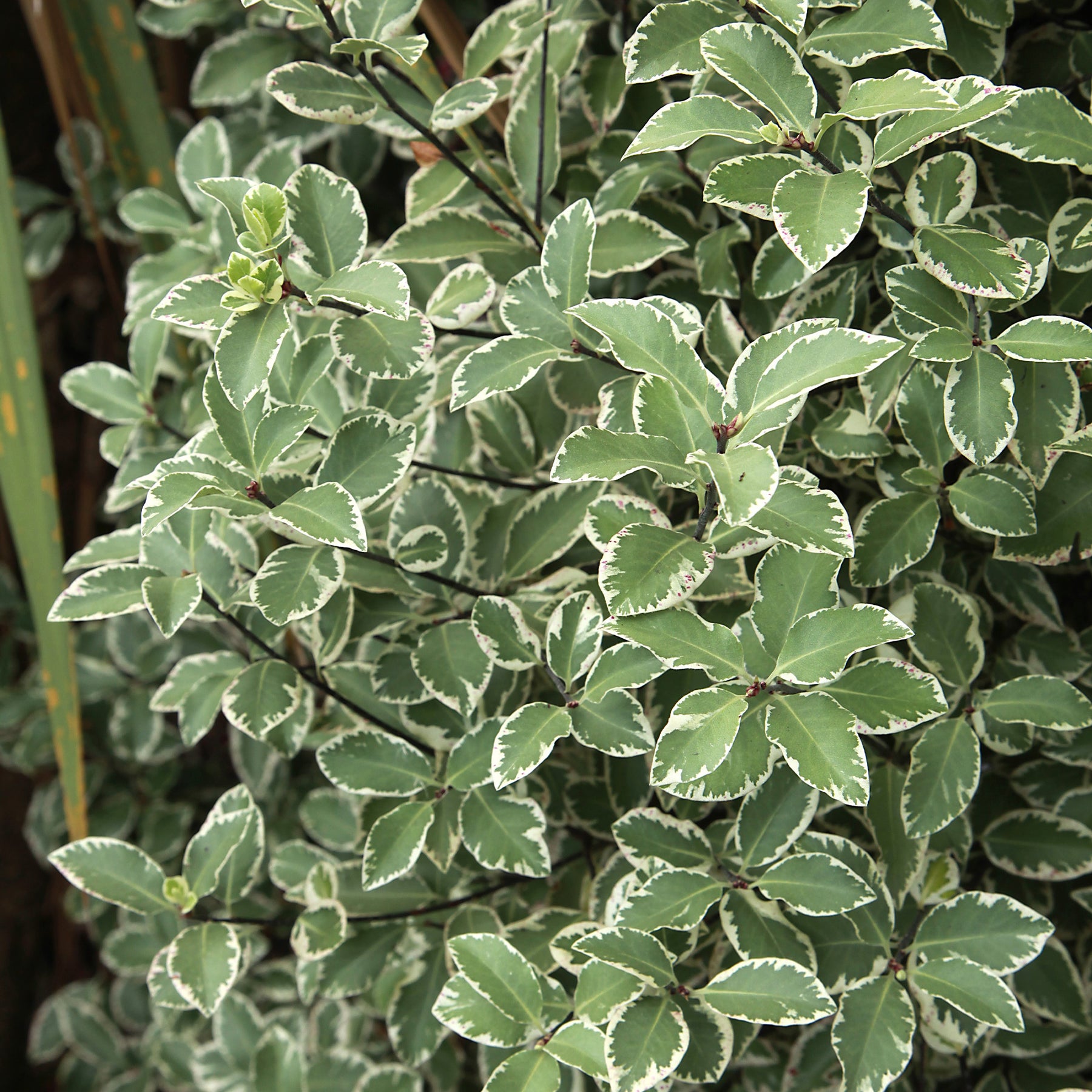 Pittosporum tenuifolium Variegatum - Pittosporum tenuifolium variegatum - Pittosporums