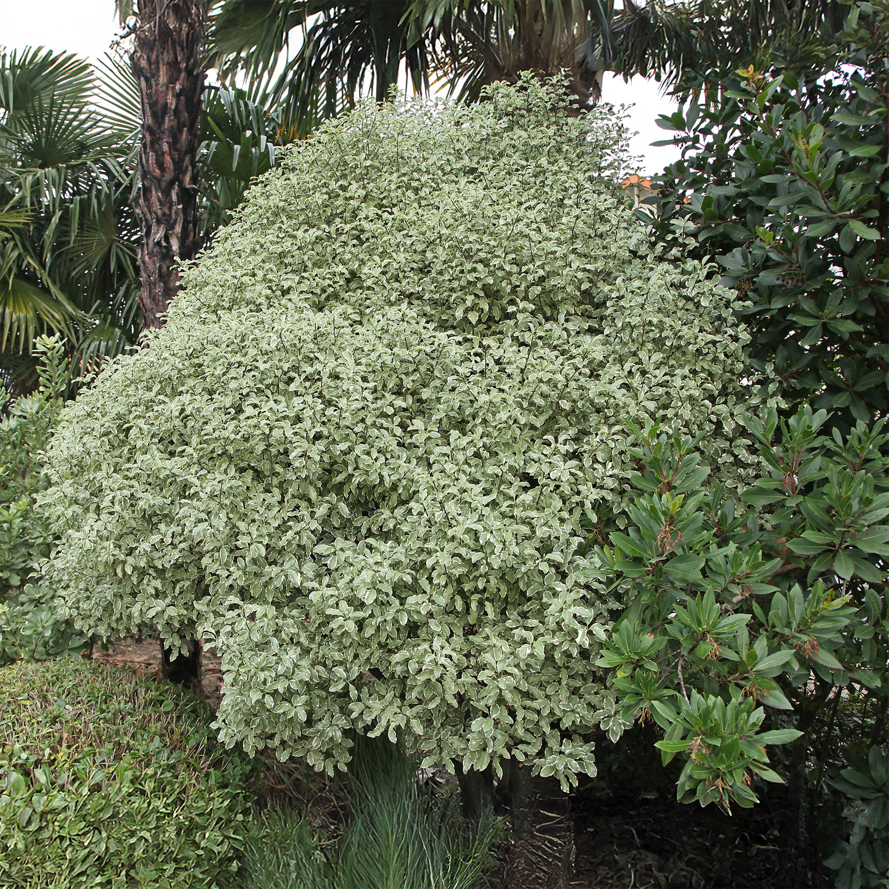Vente Pittosporum tenuifolium variegatum - Pittosporums
