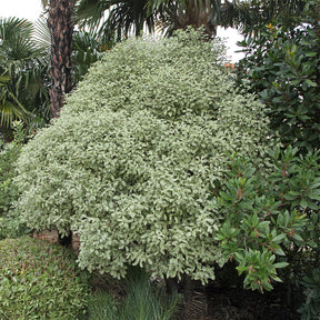 Vente Pittosporum tenuifolium variegatum - Pittosporums