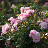 Rosier Bonica 82® - Willemse