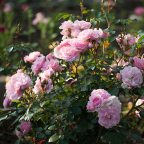 Rosier Bonica 82® - Willemse