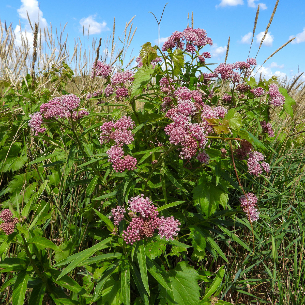 3 Asclépiades incarnata - Asclepias incarnata - Willemse