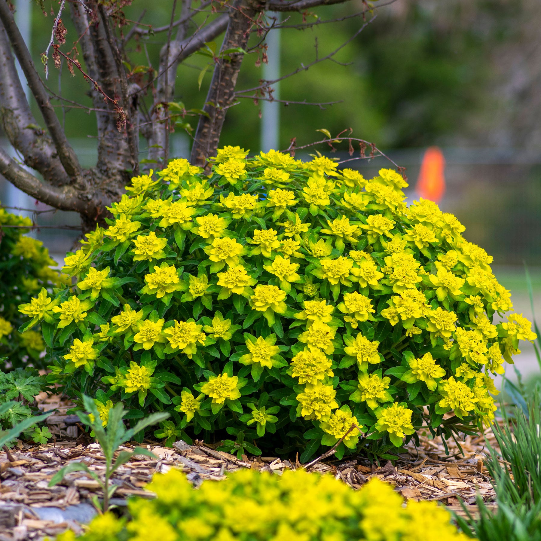 Euphorbia polychroma - Euphorbe polychrome - Euphorbe