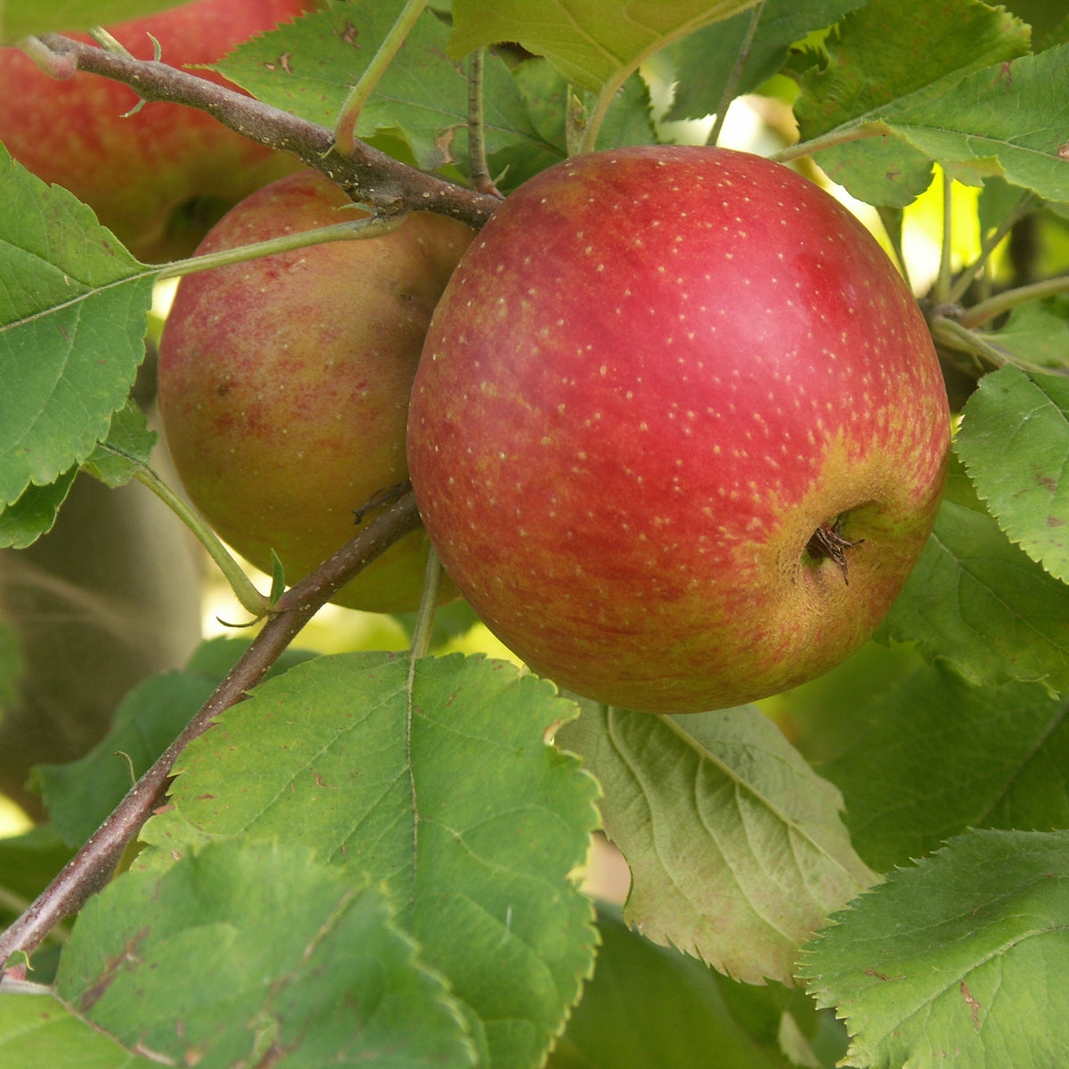 Pommier Rode Boskoop