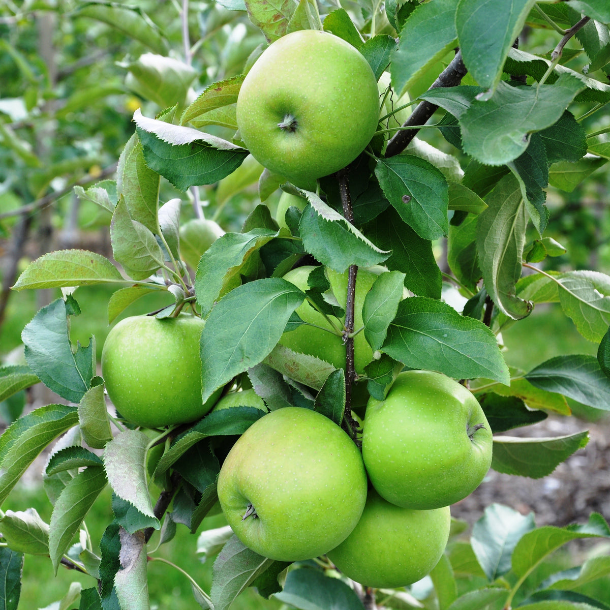 Pommier Granny Smith