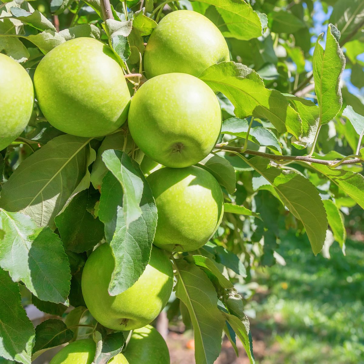 Pommier Granny Smith