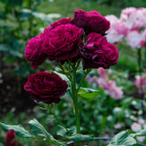 Rosier  Astrid Gräfin von Hardenberg ® - Willemse