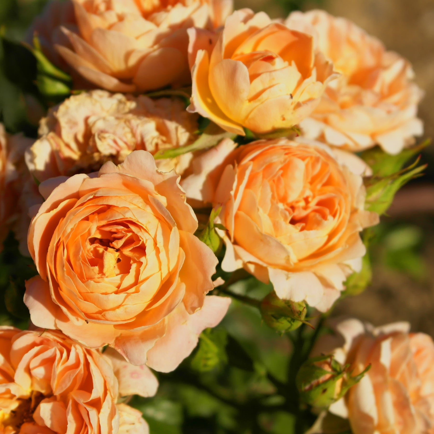 Rosiers nains - Rosier  Sweet Dream ® - Rosa sweet dream ®