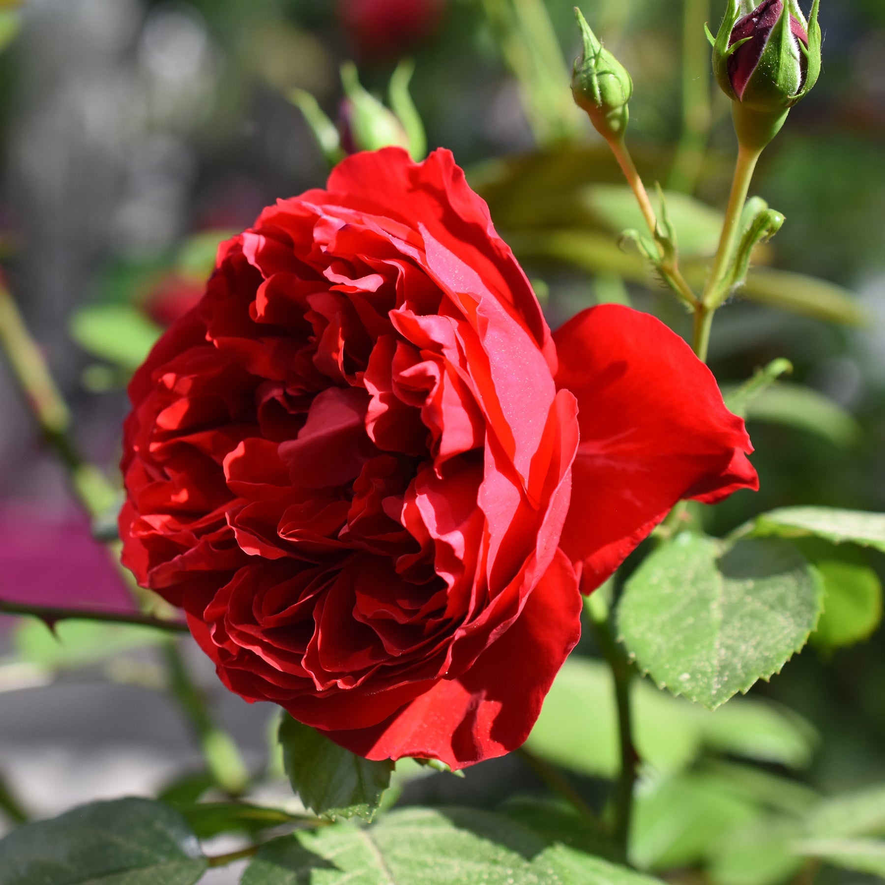 Rosier grimpant Florentina ®