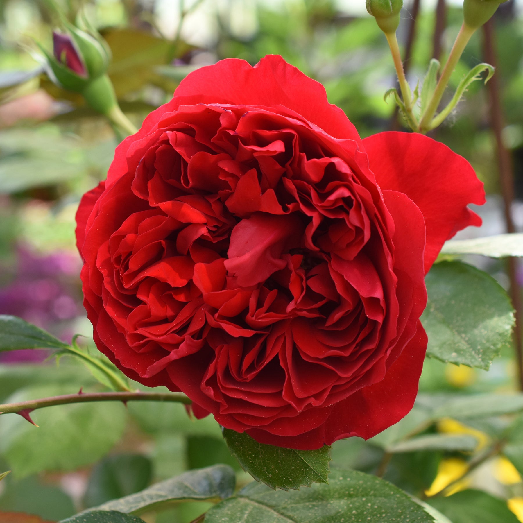Rosier grimpant Florentina ®
