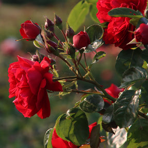 Rosier grimpant Florentina ® - Rosa Florentina ® - Willemse