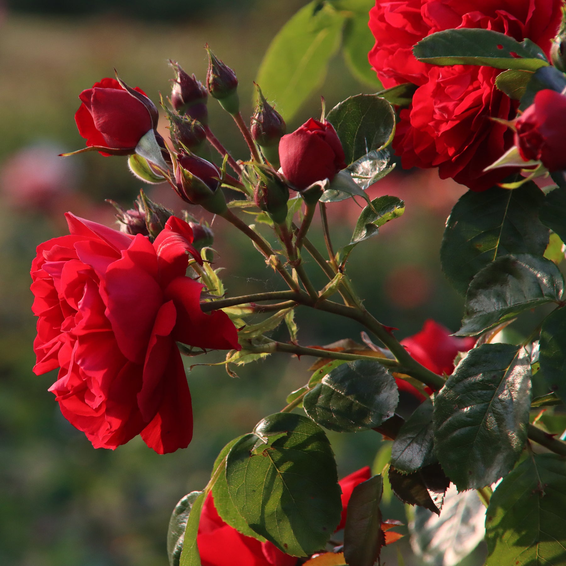 Rosier grimpant Florentina ®