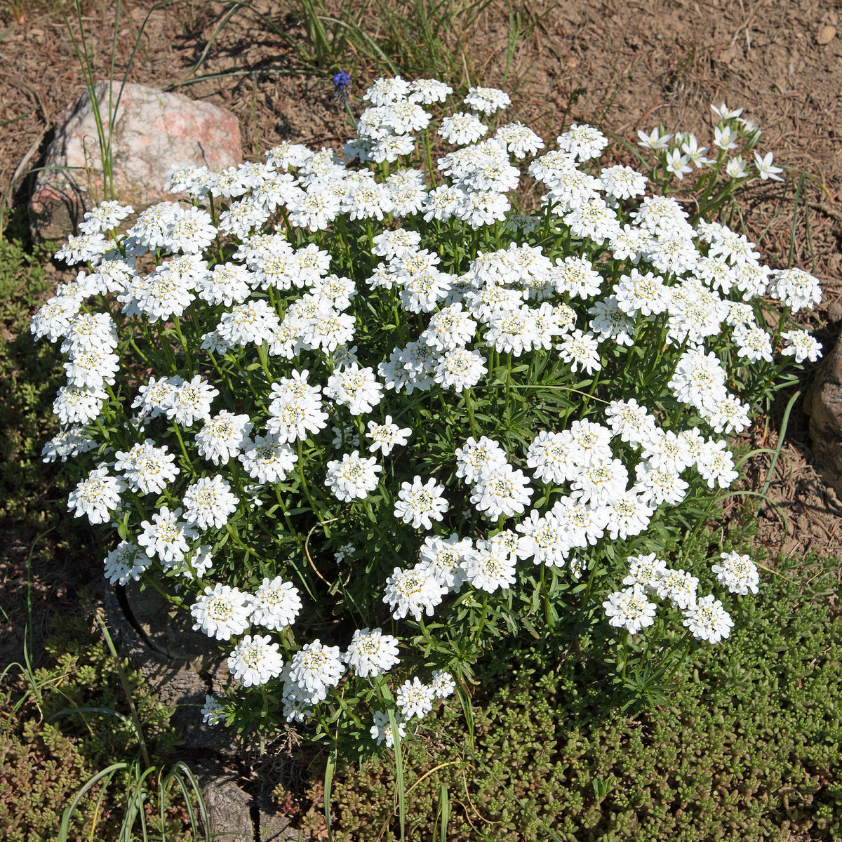Corbeille d'argent Schneeflocke - Iberis - Willemse