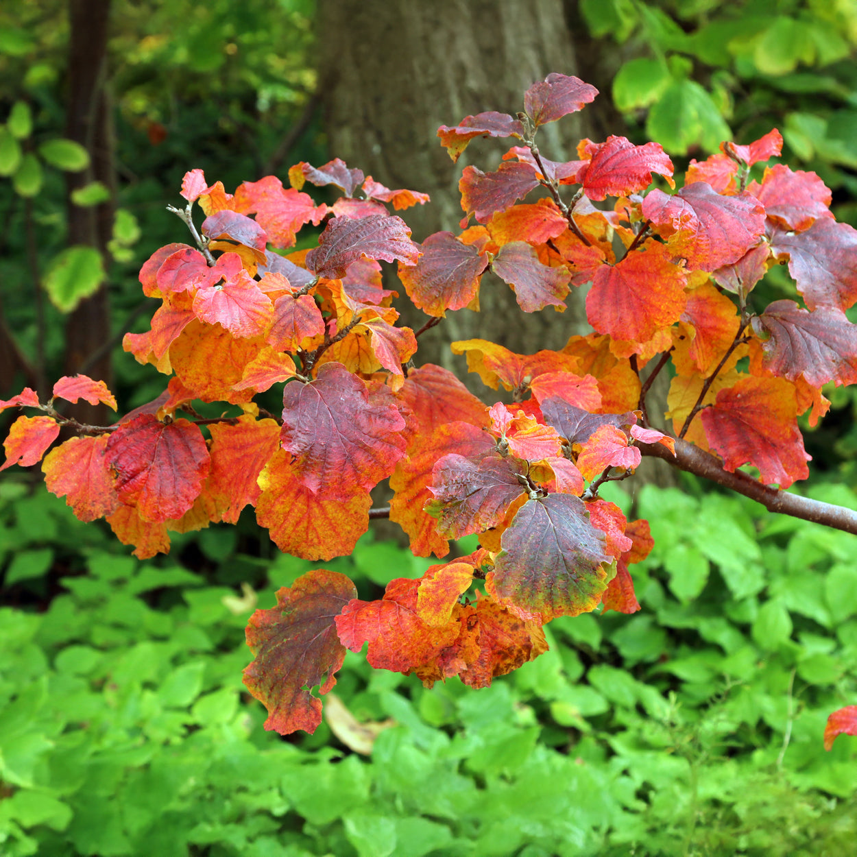 Fothergilla major - Grand fothergille - Arbustes