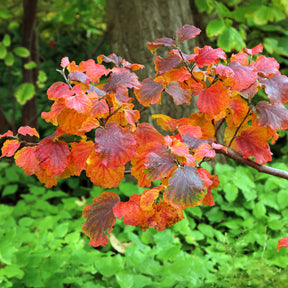 Fothergilla major - Grand fothergille - Arbustes