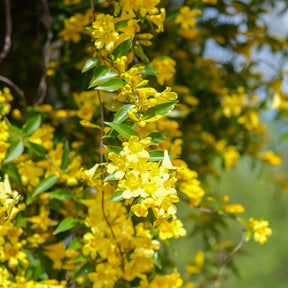 Gelsemium sempervirens - Jasmins - Willemse