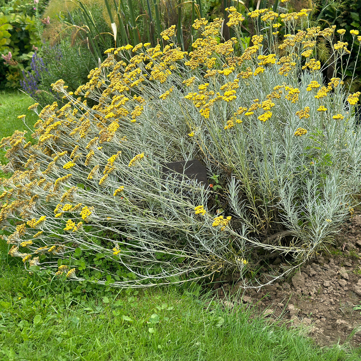 Herbe à curry  - Willemse