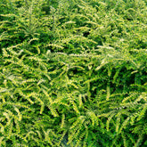 Chèvrefeuille arbustifs MossGreen - Willemse