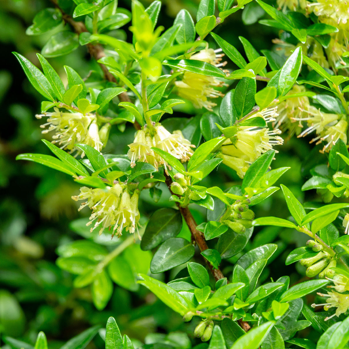 Chèvrefeuille arbustifs MossGreen - Lonicera pileata 'moss green' - Willemse
