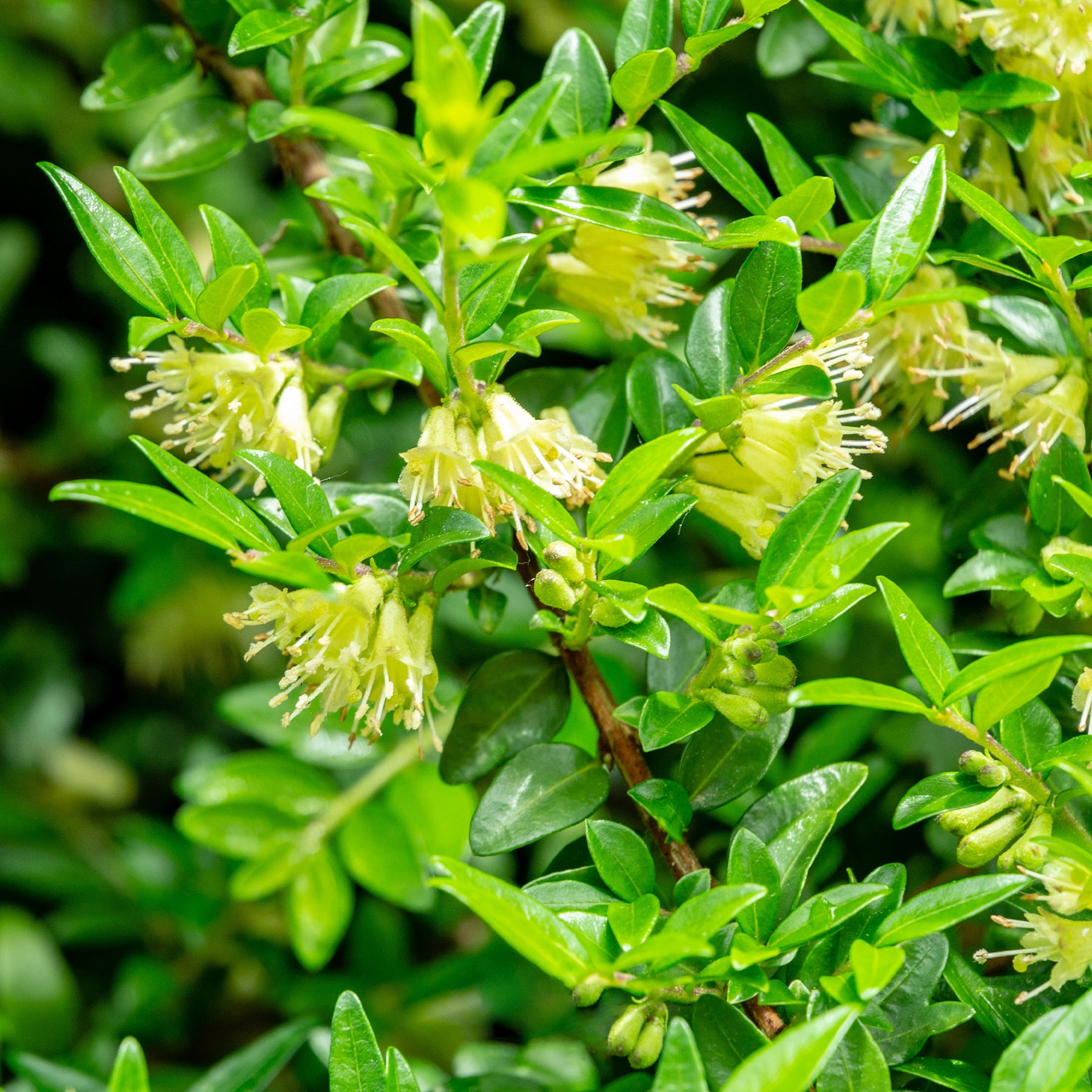 Chèvrefeuille arbustifs MossGreen - Lonicera pileata 'moss green' - Willemse