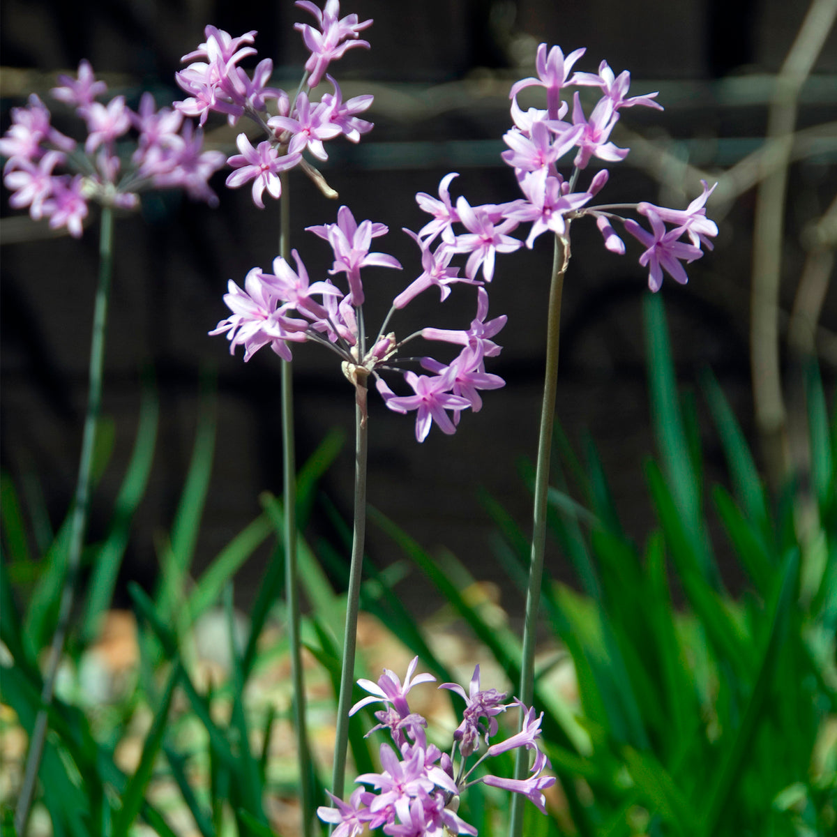 3 Tulbaghia violacea