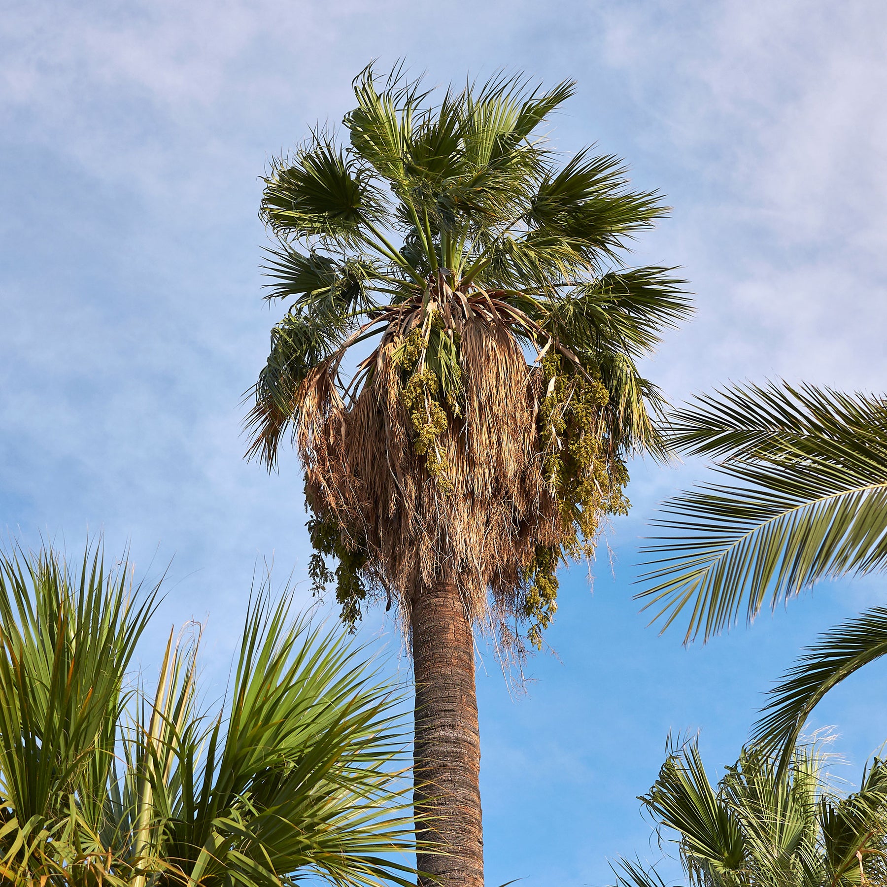Palmier à jupon - Washingtonia filifera - Washingtonia filifera - Willemse
